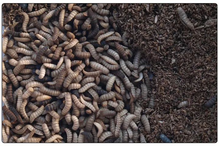 潔匠凈化·的凈工業(yè)除臭劑_黑水虻養殖實(shí)地設計除臭方案，工業(yè)除臭劑解決惡臭難題！