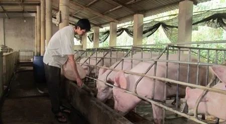 養殖場(chǎng)臭味難治理？潔匠凈化幫您輕松解決！.jpg