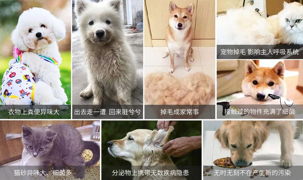 寵物氣味彌漫整個(gè)屋子，潔匠凈化教您如何除味.jpg